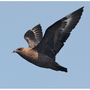 Adult (dark morph). Note: broad wings, thick bill, prominent underwing flashes and upperwing primary shafts. Adult (dark morph). Note: broad wings, thick bill, prominent underwing flashes and upperwing primary shafts.