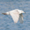 Immature in flight. Note: pale complexion, heavy pink bill with black tip.