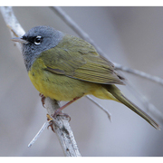 Male. Note: bold white eye arcs and black lores.