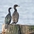Adult with Double-crested Cormorant for size comparison. Note: thinner neck, dark and thin bill, and long tail. Pelagic Cormorants frequently perch like this (on ledges).