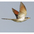 In flight. Note: yellow bill and rufous under/upperwings